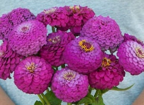 Zinnia Oklahoma Carmine seeds