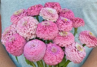 Zinnia Oklahoma Pink seeds