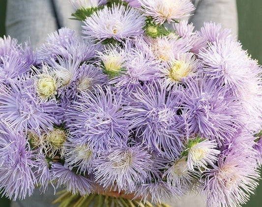 Aster variety: Hazaster Hagan Light Blue, Valkyrie Brunhilde Chamois seeds (25 seeds per variety x2)