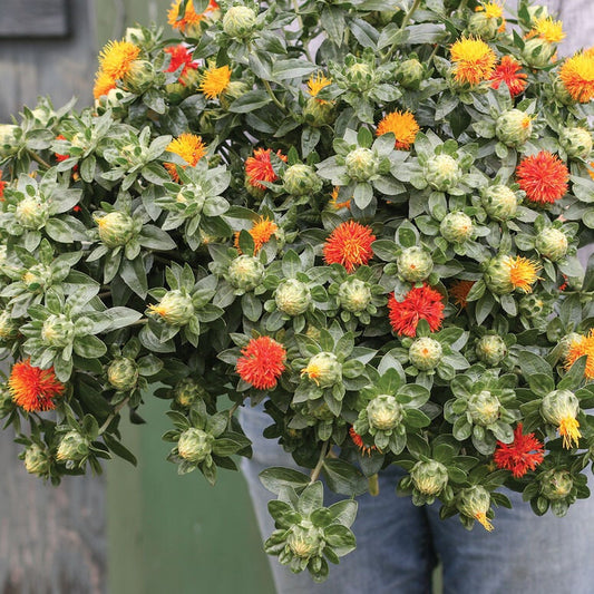 30 Zanzibar Safflower seeds