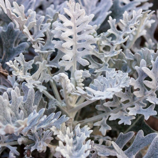 Dusty Miller Silverdust seeds