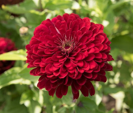 Zinnia Deep Red Giant Dahlia Flowered seeds