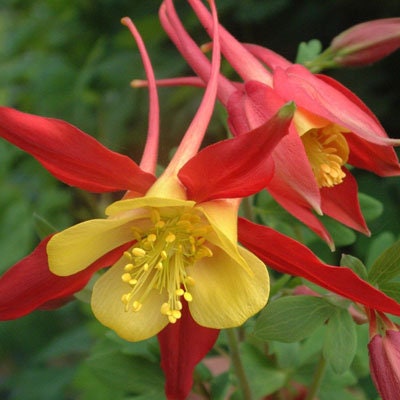 Columbine Koralle seeds