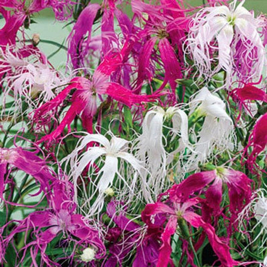 Dianthus Superbus Spooky mix seeds