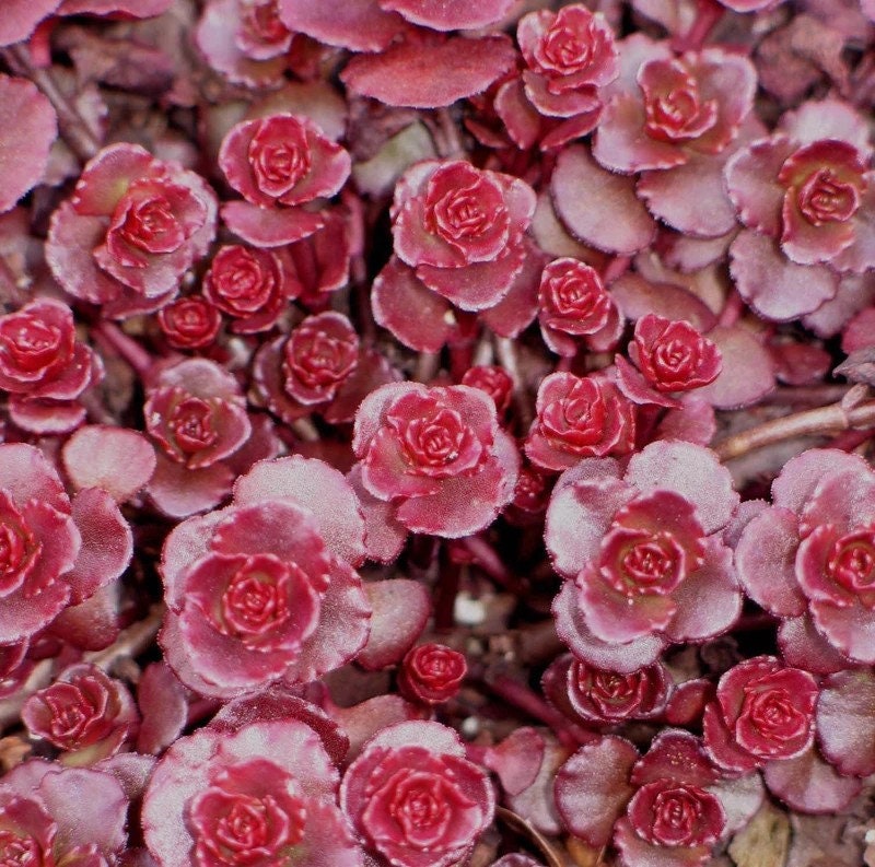 pink succulents seeds 50+ Sedum Dragon's Blood Succulent seeds – GardeningTreasures