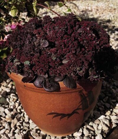 Sedum Turkish Delight Succulent seeds