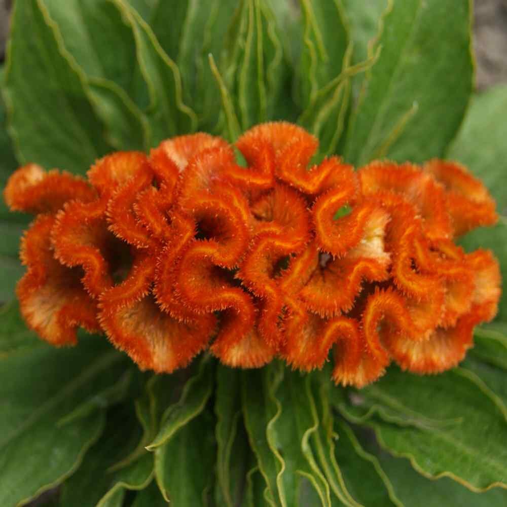 Celosia Variety: Orange Queen, Cramers' Lemon Lime and Flamingo Feather (30+ seeds for each variety x3)