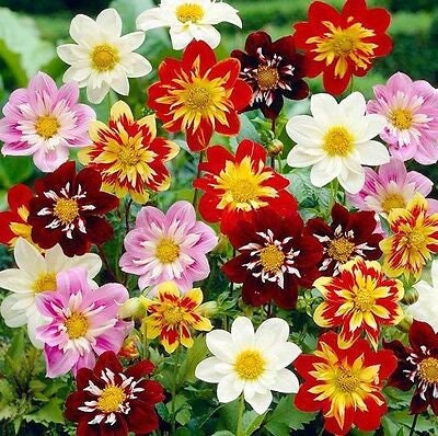 Dahlia variety: Dandy Improved, Bishop's Child, Showtime/Showpiece, Pompon (30-40 seeds per variety x4)