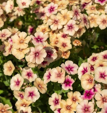 Phlox Variety: Cherry Caramel, Grandiflora mix, Blushing Bride (40 seeds for each variety x3)