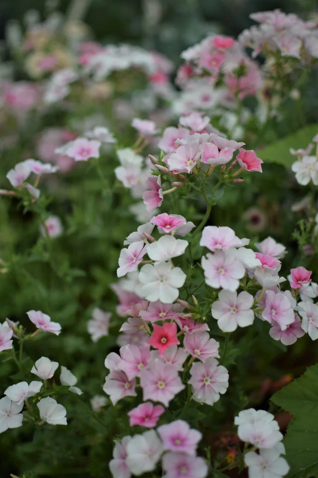 Phlox Variety: Cherry Caramel, Grandiflora mix, Blushing Bride (40 seeds for each variety x3)