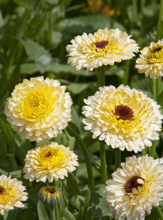 Calendula Ivory Princess seeds