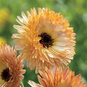 Calendula Orange Flash seeds