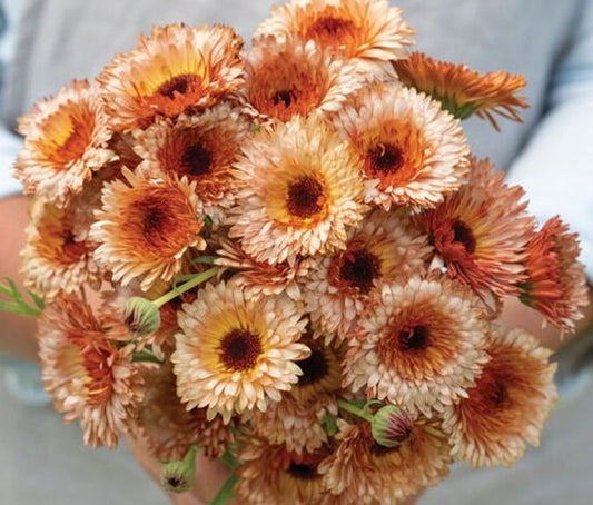 Calendula Orange Flash seeds