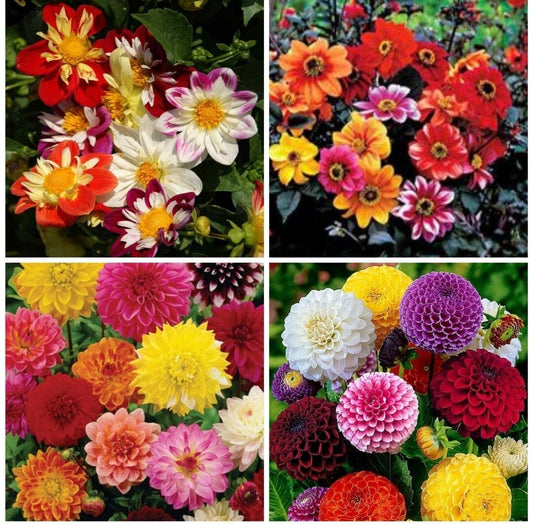 Dahlia variety: Dandy Improved, Bishop's Child, Showtime/Showpiece, Pompon (30-40 seeds per variety x4)