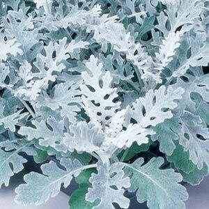 Dusty Miller Silverdust seeds