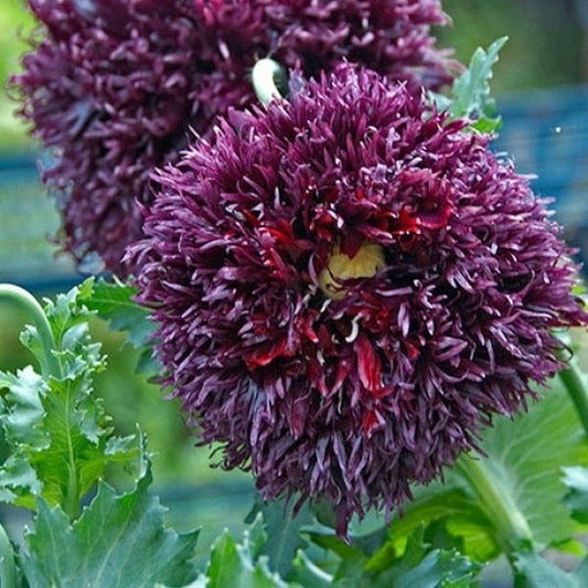 Black Swan Poppy seeds