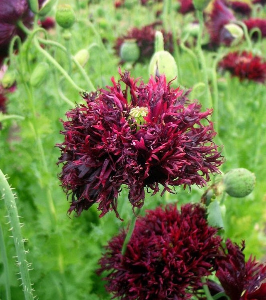 Black Swan Poppy seeds