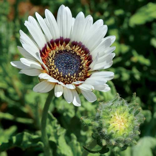 25 Zulu Prince Cape Daisy seeds 