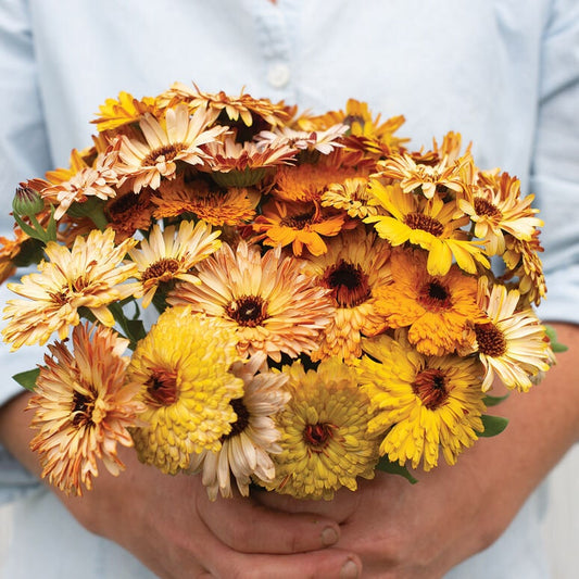 Calendula Flashback mix seeds