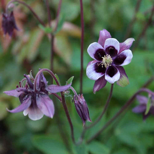 Columbine William Guinness seeds