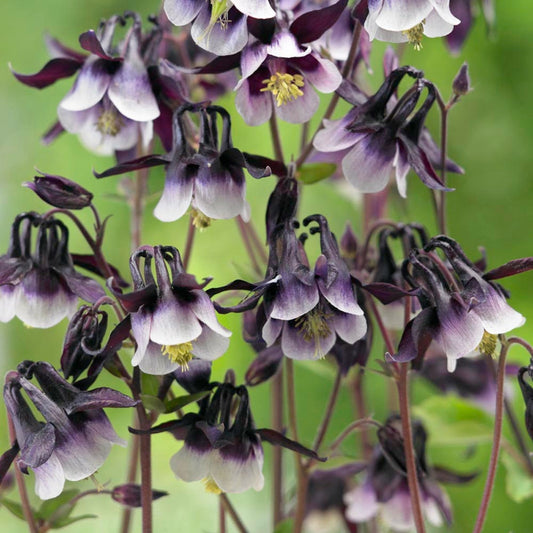 Columbine William Guinness seeds