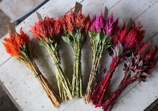 Celosia Pampas Plume Mix seeds