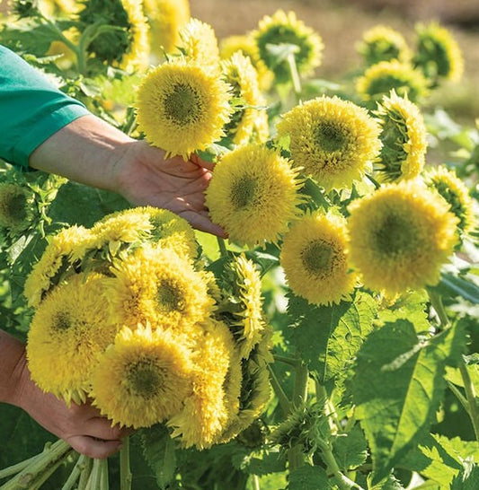 Sunflower Gummy Bear seeds