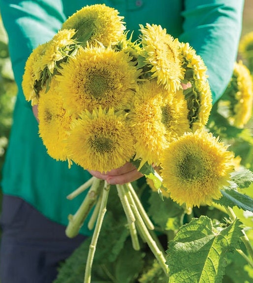 Sunflower Gummy Bear seeds