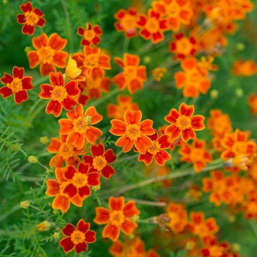 Marigold Starfire Mix seeds