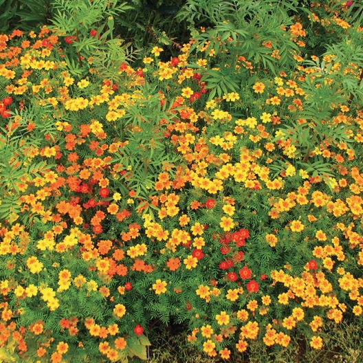 Marigold Starfire Mix seeds