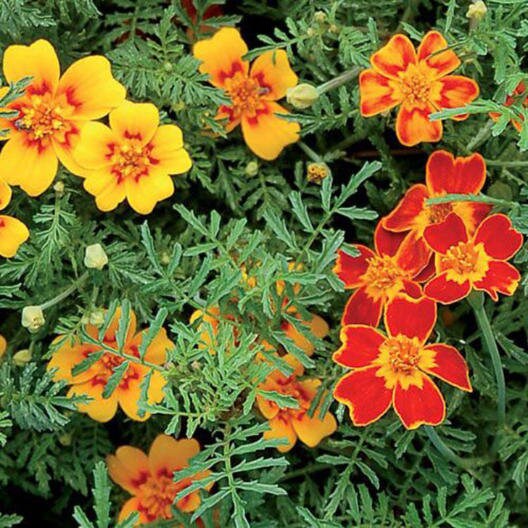 Marigold Starfire Mix seeds