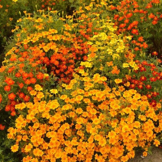 Marigold Starfire Mix seeds