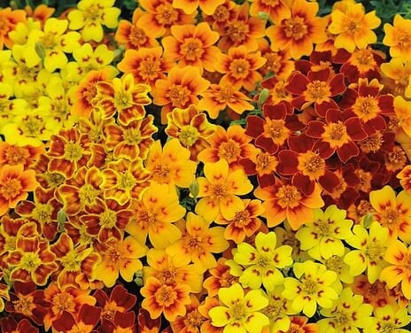 Marigold Starfire Mix seeds