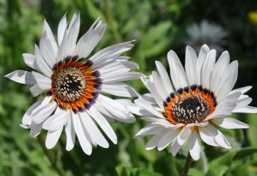 25 Zulu Prince Cape Daisy seeds