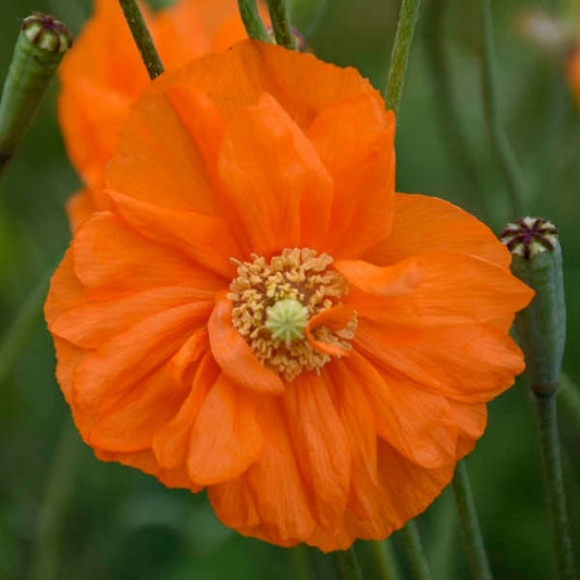 Tangerine Gem Poppy seeds