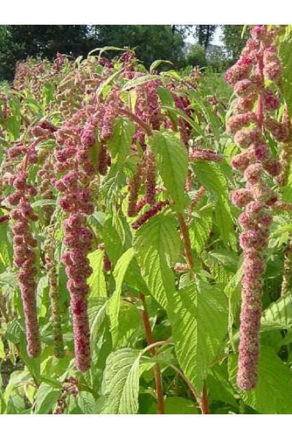 Amaranth Mira seeds