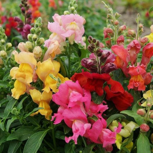 Snapdragon Magic Carpet Mix seeds