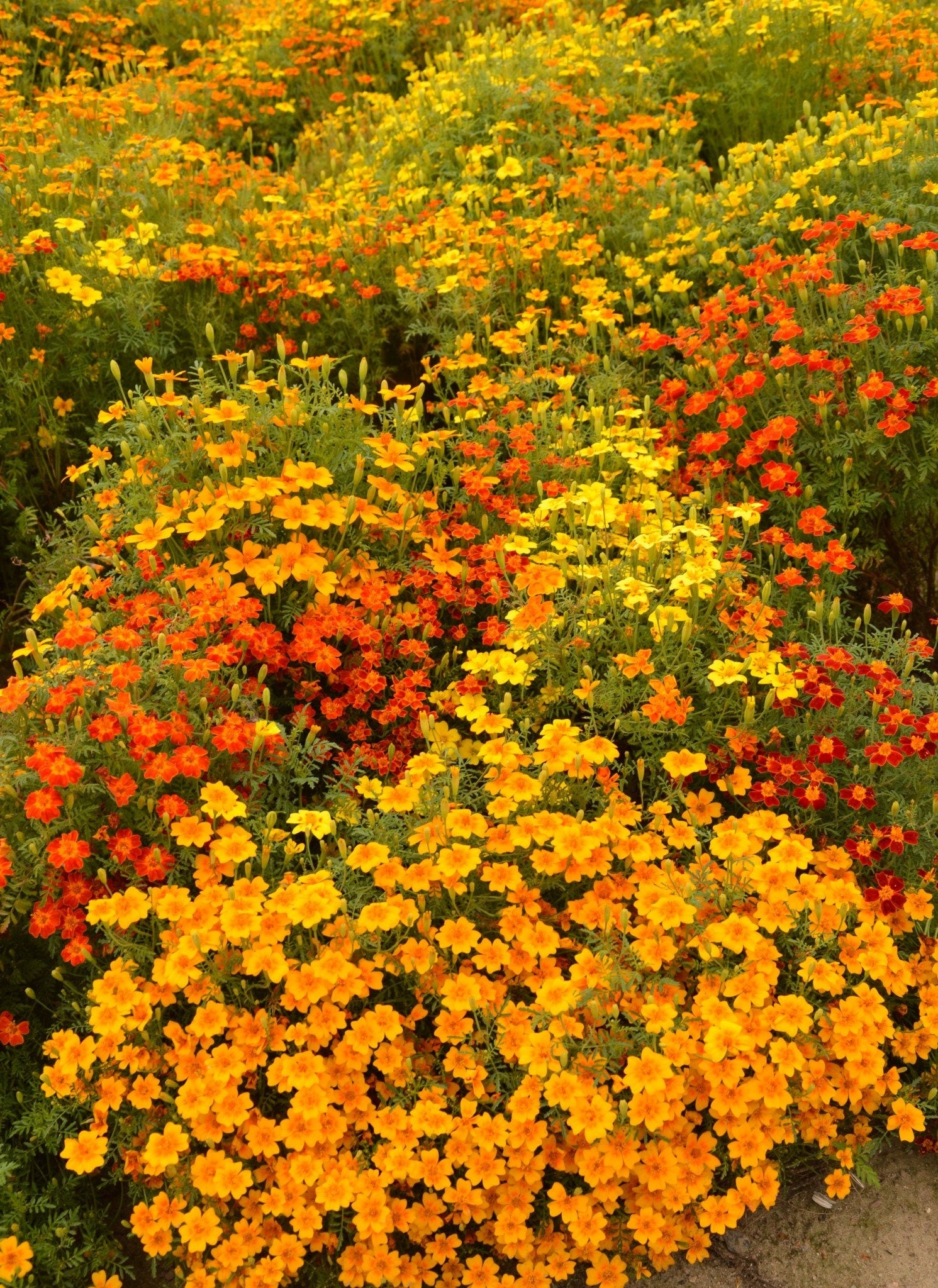 Marigold Starfire Mix seeds