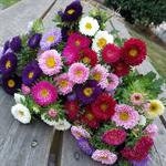 Aster Matsumoto Mix seeds