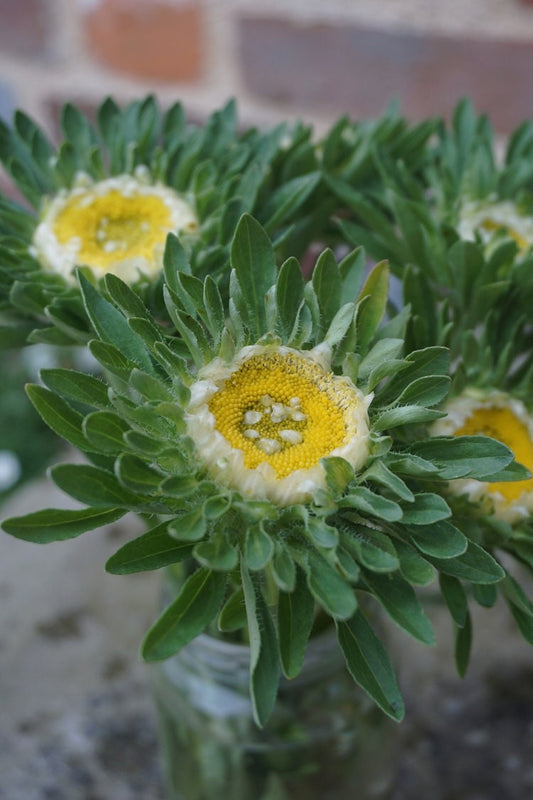 Aster Hulk seeds