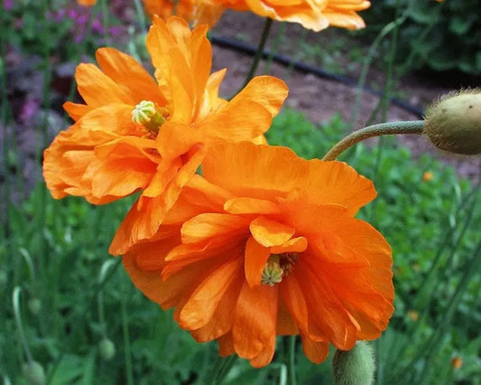 Tangerine Gem Poppy seeds