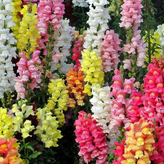 Snapdragon Magic Carpet Mix seeds