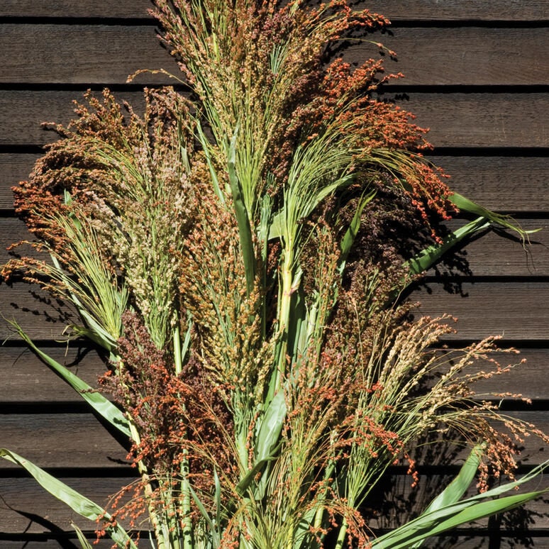 Broom Corn Mix seeds