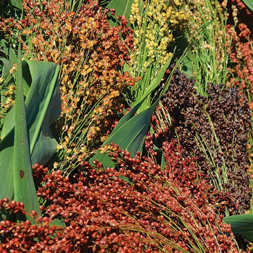 Broom Corn Mix seeds