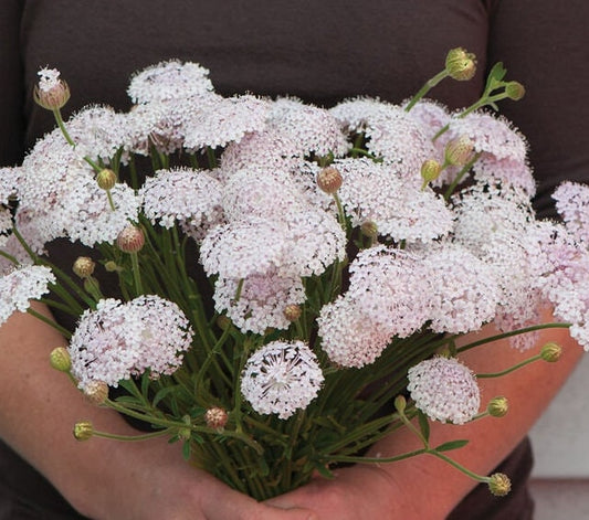 Didiscus Lacy Pink seeds