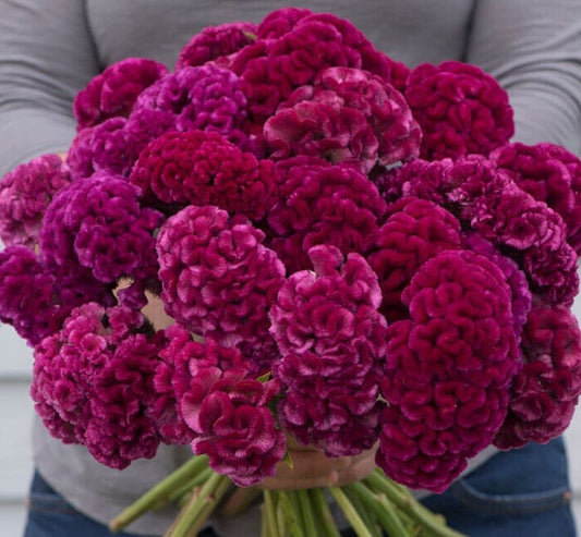 Celosia Cramers' Rose seeds
