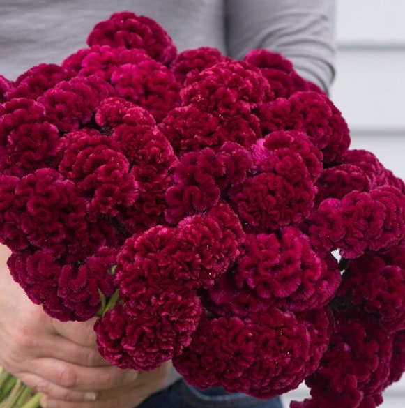 Celosia Variety: Cramers' Lemon-Lime, Cramers' Burgundy, Cramers' Rose (30 seeds for each variety x3)