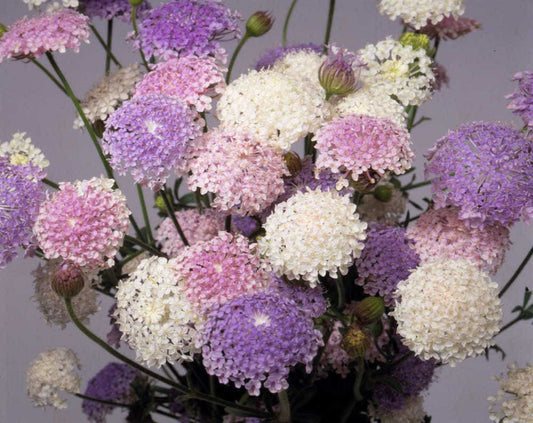 Didiscus Lacy Mix seeds