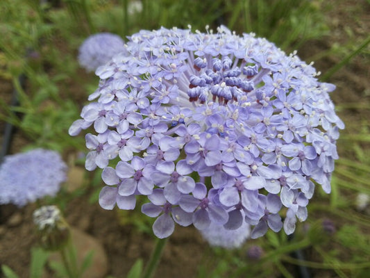 50+ Didiscus Lacy Mix seeds