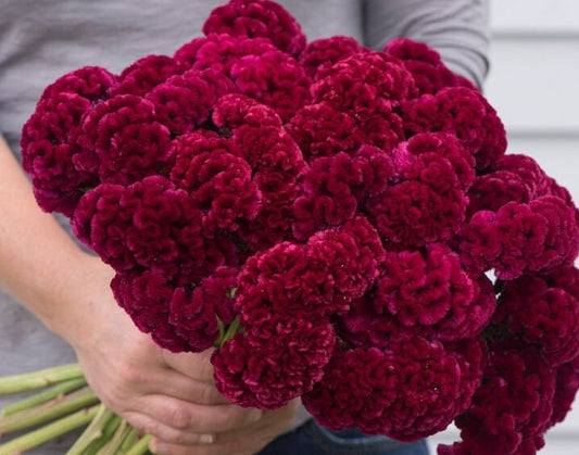Celosia Cramers' Burgundy seeds